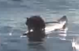 Wave-Ridin' Rodents